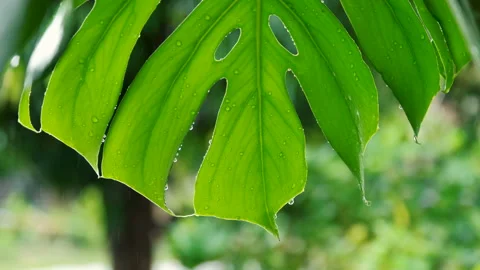 Rain drop falling on monstera leaf Stock Footage 142677820