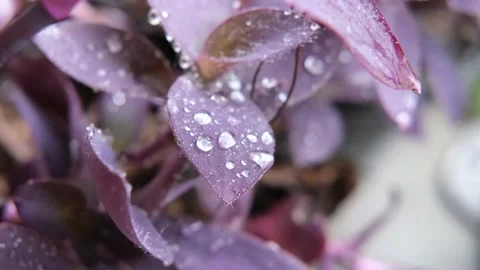 Rain drop falling on nature purple leaves. droplet slow motion video Stock Footage 201321537