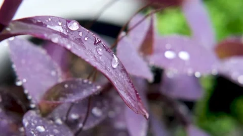 Rain drop falling on nature purple leaves. droplet slow motion video 스톡 동영상 201321550