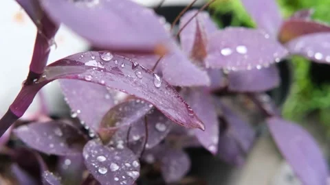 Rain drop falling on nature purple leaves. droplet slow motion video Stock Footage 201321558