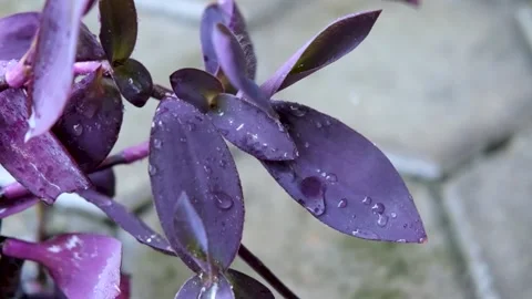 Rain drop falling on nature purple leaves. droplet slow motion video Stock Footage 201321569