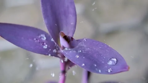 Rain drop falling on nature purple leaves. droplet slow motion video Stock Footage 201321612