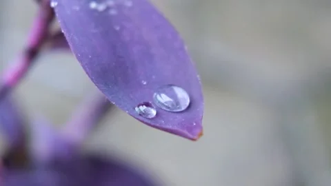 Rain drop falling on nature purple leaves. droplet slow motion video Stock Footage 201321629