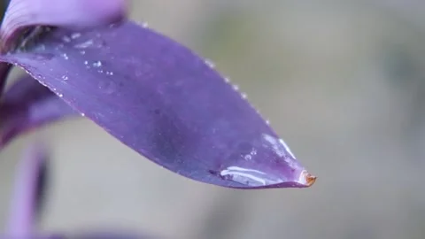 Rain drop falling on nature purple leaves. droplet slow motion video 스톡 동영상 201321645