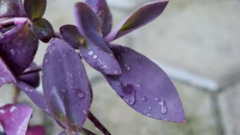 Rain drop falling on nature purple leaves. droplet slow motion video Stock Footage 201321668