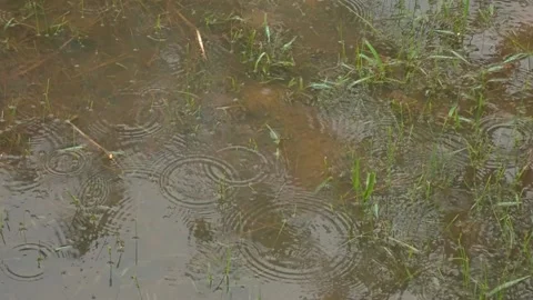 Rain drop falling pond. Stock Footage 157270993
