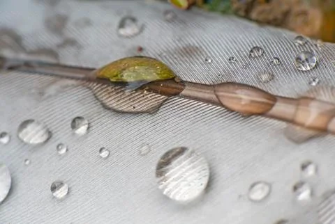 Rain drop in feather Stock Photos
