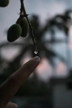 A rain drop on a finger Stock Photos