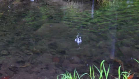 Rain drop Video stock 4943105