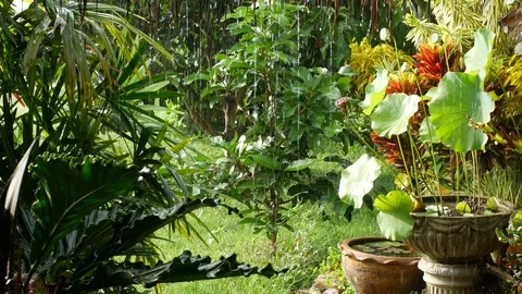 Rain drop in the garden Video stock 81630015