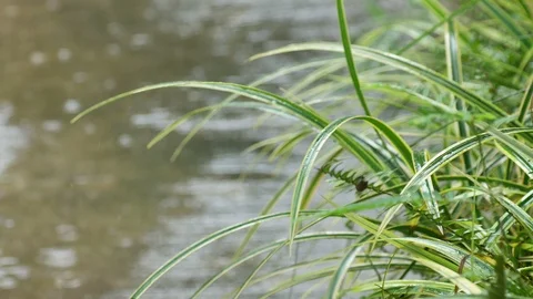 Rain drop in the garden scene Stock Footage 92925130