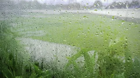 Rain drop on glass window with green plant outside home, Abstract background  Stock Photos