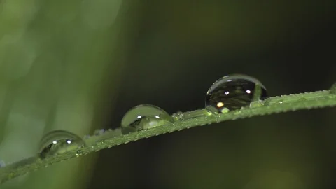 Rain drop on grass blade. Ultra slow motion hispeed 5000fps Video stock 93380725