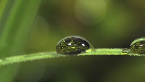 Rain drop on grass blade. Ultra slow motion hispeed 5000fps Video stock 93381328