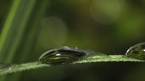 Rain drop on grass blade. Ultra slow motion hispeed 5000fps Video stock 93381640