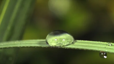 Rain drop on grass blade. Ultra slow motion hispeed 5000fps Video stock 93382854