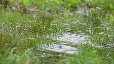 Rain drop on grass land Stock Footage 261056123