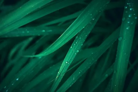 Rain drop on green grass leaf texture background. Foto stock