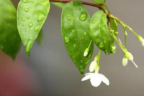 Rain drop on green leaf and white flower Stock Photos