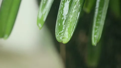 Rain drop on green leaf Stock Footage 252014301