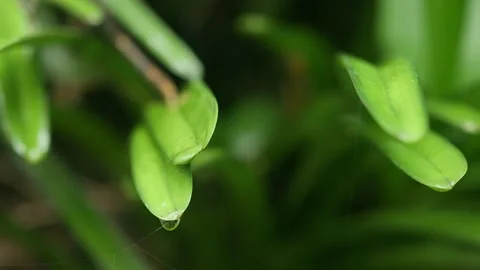 Rain drop on green leaf Stock Footage 252014310