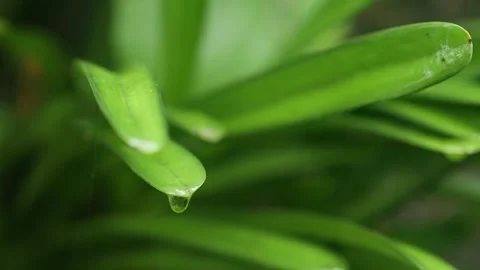 Rain drop on green leaf Stock Footage 252014311
