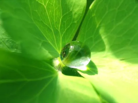 Rain drop on a green leaf Stock Photos