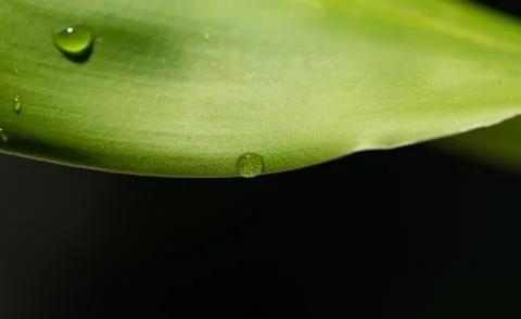 Rain drop on green leaf Stock Photos