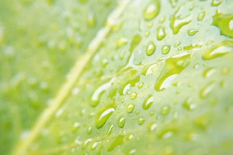 Rain drop on green leaf 스톡 사진