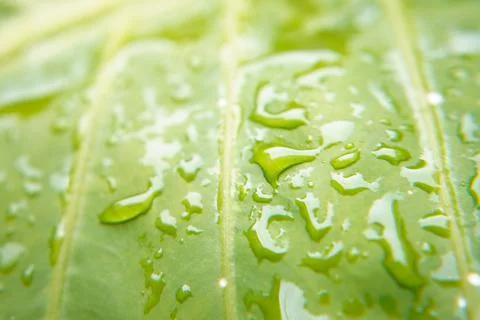 Rain drop on green leaf Stock Photos
