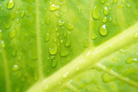 Rain drop on green leaf Stock Photos