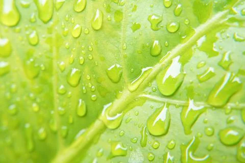 Rain drop on green leaf Stock Photos