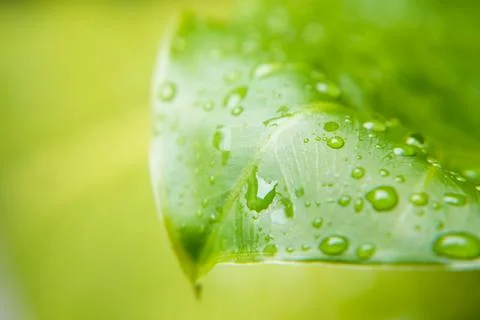 Rain drop on green leaf Stock Photos