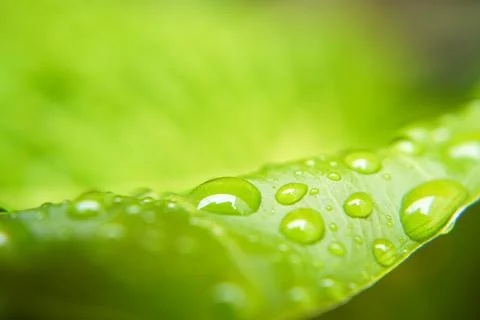 Rain drop on green leaf Stock Photos
