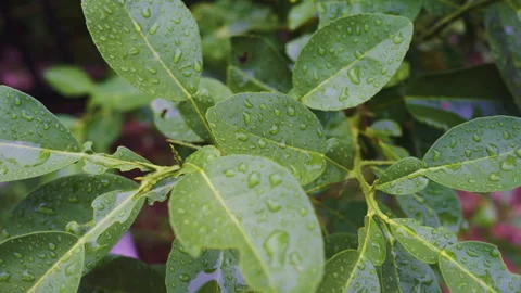 Rain drop on green tree leaf plant Stock Footage 311299776