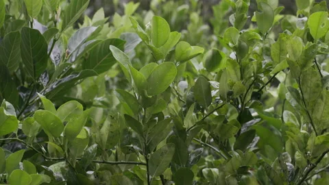 Rain drop on green tropical tree leaf rainy day Stock Footage 164575797