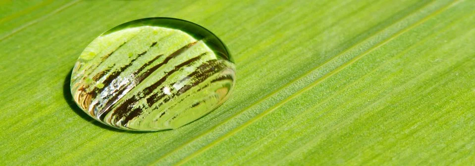 Rain drop on leaf background Stock Photos