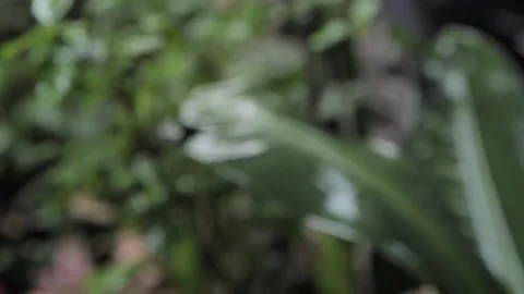 Rain drop on the leaf of green plant blurr to focus on the object Video stock 172392814