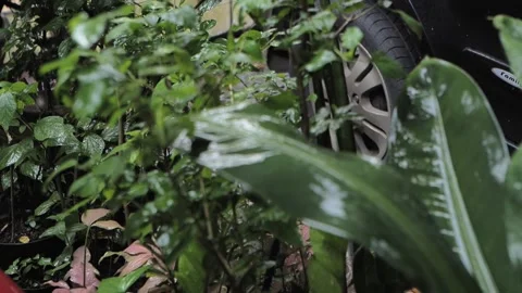 Rain drop on the leaf of green plant blurr to focus on the object Video stock 172393373