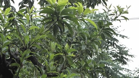 Rain drop on the leaf of green plant blurr to focus on the object Video stock 172393381