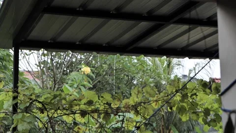 Rain drop on the leaf of green plant blurr to focus on the object Video stock 172409722