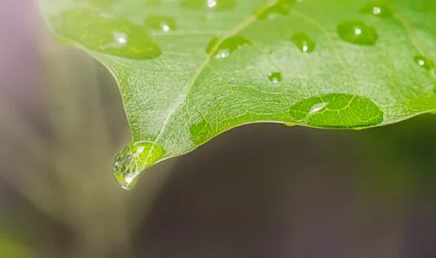 Rain drop on leaf macro. Stock Photos