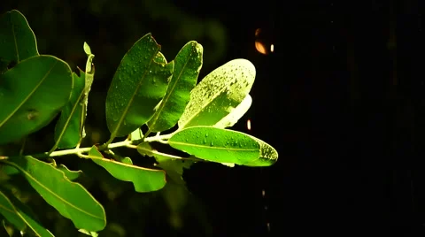 Rain drop on the leaf at night Vídeos de archivo 64749915