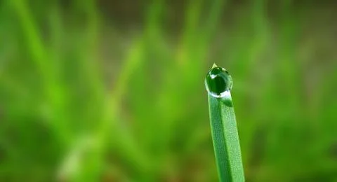 Rain drop on leaf Stock Photos