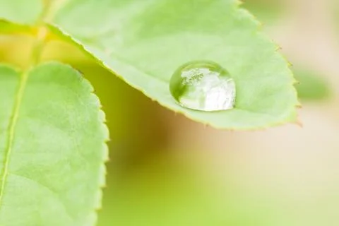 Rain Drop on Leaf Stock Photos