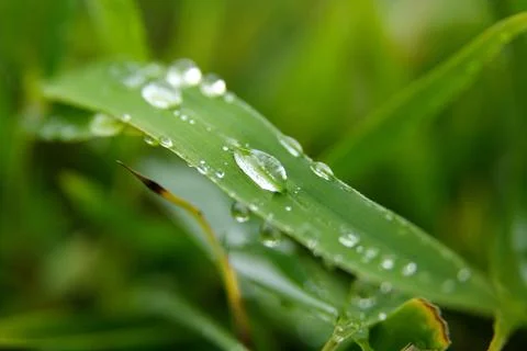 Rain Drop on a leaf Stock Photos