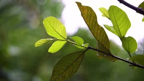 Rain drop on the leaf. Rain rain rain. Stock Footage 151923892