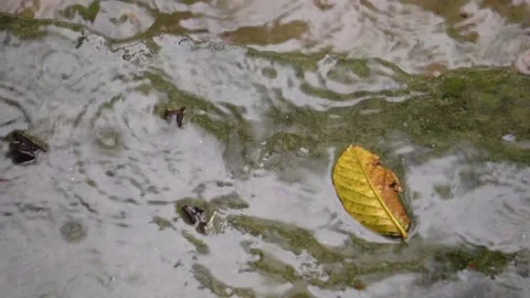 Rain drop on the leaf. Rain rain rain. Stock Footage 151923896
