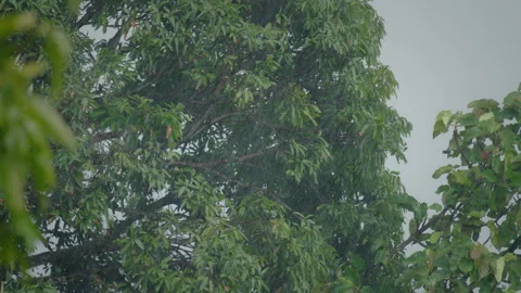Rain drop on leaf tree. Raining shower in the forest. Video stock 343939602
