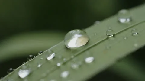 Rain drop on leaves after rain Stock Footage 11875318